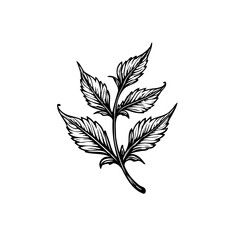 Elegant botanical illustration of a leafy branch capturing nature's beauty and intricate detail perfect for minimalist designs