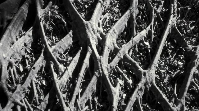Roots and vegetation form a dense, twisting pattern in black and white