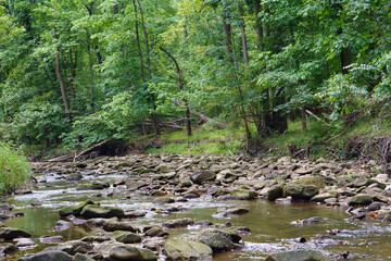 A Rocky Stream Flowing Through a Green Forest