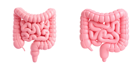 Three Dimensional Pink Plastic Style Digestive System Anatomy Illustration with Transparent Background