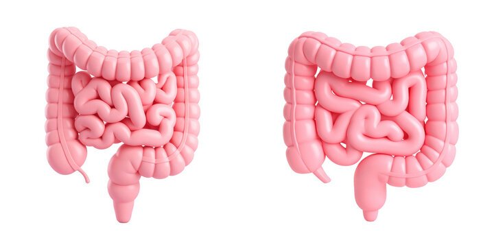 Three Dimensional Pink Plastic Style Digestive System Anatomy Illustration with Transparent Background