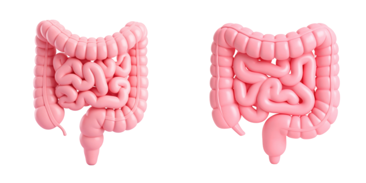 Three Dimensional Pink Plastic Style Digestive System Anatomy Illustration with Transparent Background