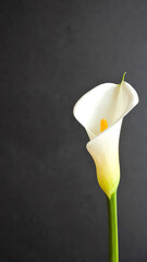 Single calla lily on matte black backdrop