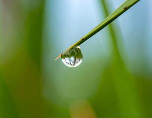 Dewdrop on Green Blade Reflecting Trees, Macro Shot