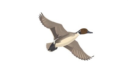 Obraz premium Flying duck, muted tones
