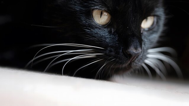 Close-up of a Black Cat with Intense Yellow Eyes Peering Over an Edge - Powered by Adobe