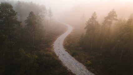 Foggy Forest Pathway: A Serene Winding Trail Through Misty Trees