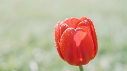Obraz premium A vibrant red tulip with water droplets stands out against a soft green background.