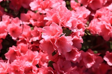 Pink Azalea Flowers Blooming in Garden with Soft Bokeh Effect