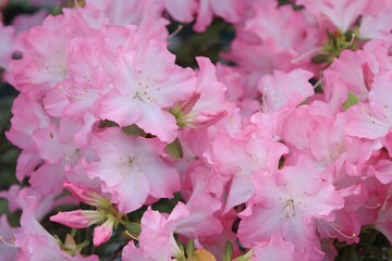 Pink Azalea Flowers Blooming in Garden with Soft Bokeh Effect - Spring Floral Photography
