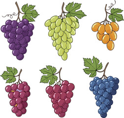 Create a kinds of deferent grapes vector art with white background.