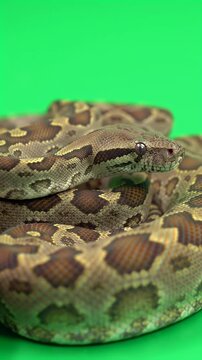 Coiled Brown and Tan Patterned Snake on Vibrant Green Screen Background, Showcasing Intricate Reptile Scales and Predatory Gaze