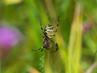Wasp Spider on a Web With Prey
