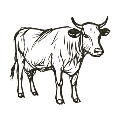 Fototapeta premium PNG Sketch of a standing cow.