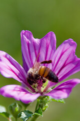 Honeybee collecting pollen inside a vibrant purple mallow flower, macro closeup showing fine details of petals, pollen grains, and the ecological importance of pollinators.
