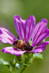 Honeybee collecting pollen inside a vibrant purple mallow flower, macro closeup showing fine details of petals, pollen grains, and the ecological importance of pollinators.