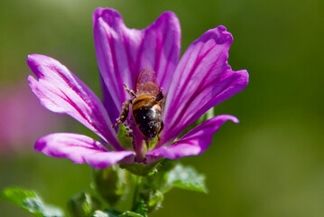 Honeybee collecting pollen inside a vibrant purple mallow flower, macro closeup showing fine details of petals, pollen grains, and the ecological importance of pollinators.