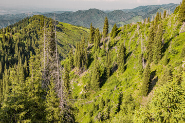 Mountain landscape showing green slopes partially covered by dead trees during a sunny summer day