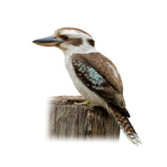 Laughing Kookaburra perched on a wooden stump with detailed plumage and natural colors