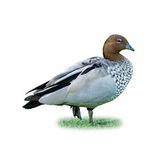 Maned Duck standing on green grass with clear detail of patterned plumage