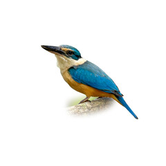 Colorful Sacred Kingfisher perched on a branch showing its vibrant blue wings and orange belly
