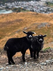 Nostalgic moment of two young black goats discovering rural landscape while village reflects in background capturing countryside journey