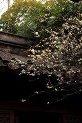 Winter Plum Blossoms at Traditional Temple Near West Lake Hangzhou China - Enchanting Serene Garden...