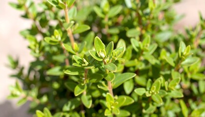 Obraz premium Close-up of vibrant green foliage