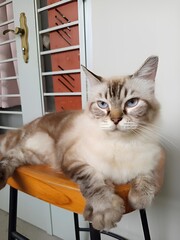 Beautiful blue-eyed cat relaxing on a wooden stool indoors 