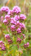 Fototapeta premium Close-up of vibrant pink wildflowers