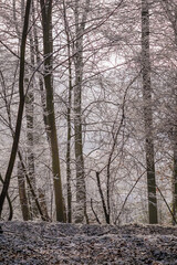Foggy and moody cold winter scene at a park with dark bare tree silhouettes and snow on the ground