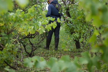 Farmer working in the vineyard with protection suit.