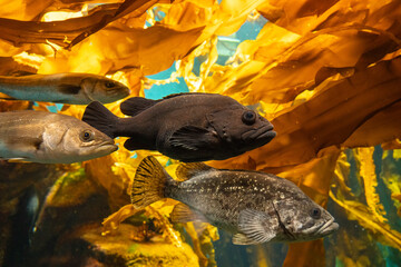 海藻の間を泳ぐシマソイ