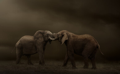 Sideview of two elephant bulls tussling agains a dark brown back ground