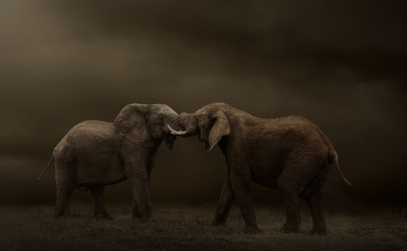 Sideview of two elephant bulls tussling agains a dark brown back ground