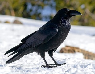 Fototapeta premium A solitary raven stands gracefully in the pristine winter landscape with vibrant snow-covered