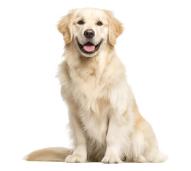 Happy Golden Retriever Sitting Portrait isolated on a transparent background