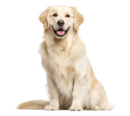 Happy Golden Retriever Sitting Portrait isolated on a transparent background