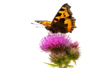Small Tortoiseshell Butterfly on Vibrant Purple Thistle Against Black isolated on a transparent background