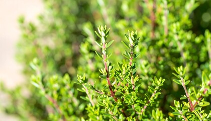 Close-up vibrant green thyme sprigs