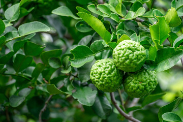 Bergamot, Fresh green bergamot fruit hanging from branch. bergamot tree garden and healthy food concept, group of bergamot,Bergamot medicinal plants with many