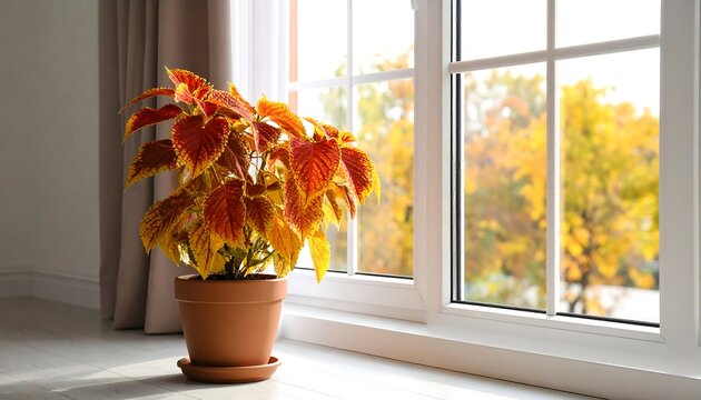 Colorful plant by window. Autumn view