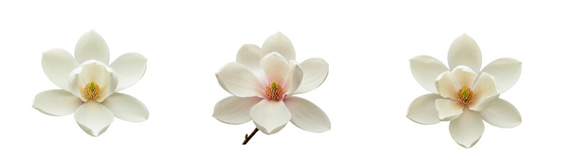 Naklejka premium Captivating blooming magnolia flowers botanical garden natural setting floral beauty. Set PNG