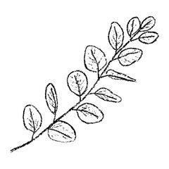 Sketch crayon aroma healthy and cosmetic plant of eucalyptus illustration. Hand drawn scribble doodle natural herbal medicine ingredient. Pencil texture vector design element for label, tag.