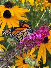 monarch butterfly or simply monarch (Danaus plexippus)
