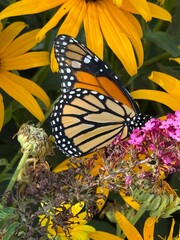 monarch butterfly or simply monarch (Danaus plexippus)