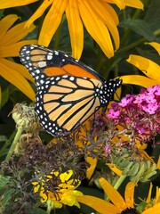 monarch butterfly or simply monarch (Danaus plexippus)