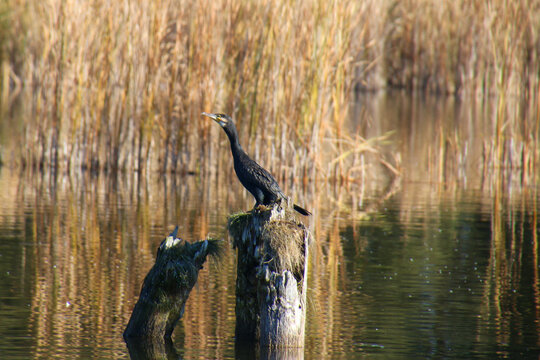 Cormorant on a tree stump