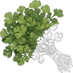 Conceptual Art Sketch Style A Bunch of Cilantro