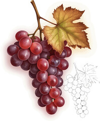 Obraz premium Conceptual Art Sketch Style A Bunch of Grapes with a Withered Leaf